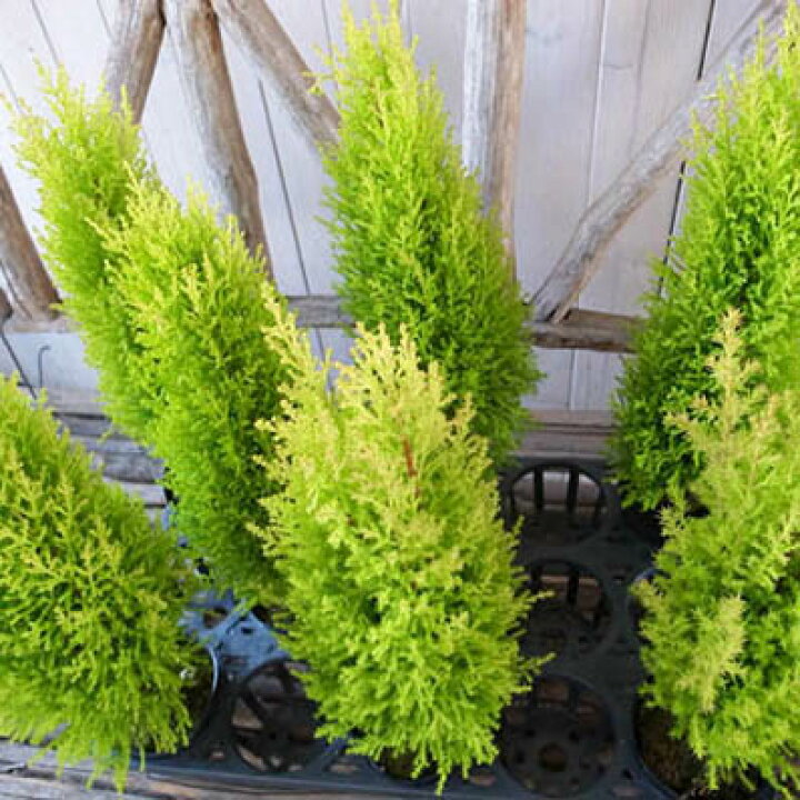楽天市場 現品訳あり ゴールドクレスト3 5号苗 7株セット 観葉植物 クプレッサス ゴールドクレスト モントレイヒノキ 母の日 花 ガーデニング岐阜緑園