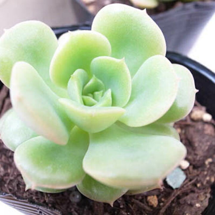 楽天市場 多肉植物 エケベリア 緑牡丹2 5号 タニクショクブツ 販売 母の日 花 ガーデニング岐阜緑園 楽天市場 多肉植物 エケベリア 緑牡丹2 5号 タニクショクブツ 販売 母の日 花 ガーデニング岐阜緑園