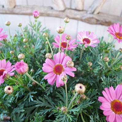 楽天市場 マーガレット モリンバ ミニピンク苗 花芽付 植物 販売 ガーデン ガーデニング 母の日 花 ガーデニング岐阜緑園