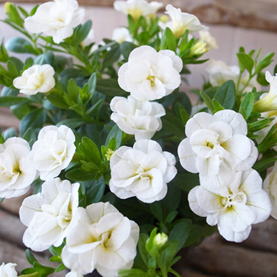 今までにないアンティークな花色が魅力の最新品種 カリブラコアティフォシー マウンティングタイプ は特につける花の数が多く晩秋まで長期間花を楽しむことができます 多年草 カリブラコア ティフォシー ダブル ホワイト 花芽付 販売 ガーデニング ガーデン 受注生産品 白 植物 通販 3.5号苗 八重咲き ペチュニア