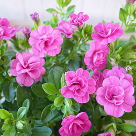 カリブラコア ティフォシー ダブル パープル 3.5号苗 花芽付 植物 販売 ガーデン ガーデニング ピンク 紫 夏の花 おしゃれ ペチュニア 八重咲き