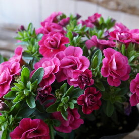 カリブラコア ティフォシー ダブル ローズピンク 3.5号苗 花芽付 植物 販売 ガーデン ガーデニング 夏の花 おしゃれ ペチュニア 八重咲き