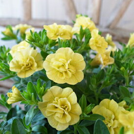 カリブラコア ティフォシー ダブル イエロー 黄色 3.5号苗 花芽付 植物 販売 ガーデン ガーデニング ペチュニア 八重咲き