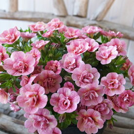 カリブラコア ティフォシー ダブル ピーチイエロー 3.5号苗 ピンク 花芽付 植物 販売 ガーデン ガーデニング ペチュニア 八重咲き