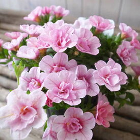 カリブラコア ティフォシー ダブル ベビーピンク 桃色 さくら 3.5号苗 花芽付 植物 販売 ガーデン ガーデニング ペチュニア 八重咲き