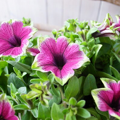 楽天市場 ペチュニア カスカディアス ピタヤ3 5号苗 ライムグリーンとピンクパープルの複色咲 花芽付 ガーデニング 母の日 花 ガーデニング岐阜緑園