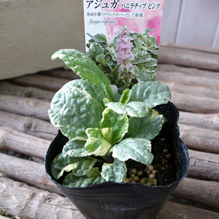 楽天市場 アジュガ バニラチップピンク苗 クリームの斑入り葉が魅力で早春に咲くピンクの小花 母の日 花 ガーデニング岐阜緑園 楽天市場 アジュガ バニラチップピンク苗 クリームの斑入り葉が魅力で早春に咲くピンクの小花 母の日 花 ガーデニング岐阜緑園
