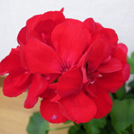 ゼラニウム カリオペ ダークレッド 5号鉢 ゼラニューム 花芽付 鉢植え 鉢花 赤 レッド