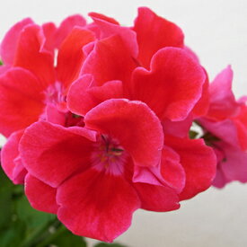 ゼラニウム カリオペ レッドスプラッシュ 5号鉢 ゼラニューム 赤 レッド 花芽付 鉢植え 鉢花