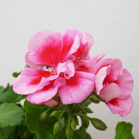 ゼラニウム カリオペ ローズスプラッシュ 5号鉢 ピンク ゼラニューム 花芽付 鉢植え 鉢花