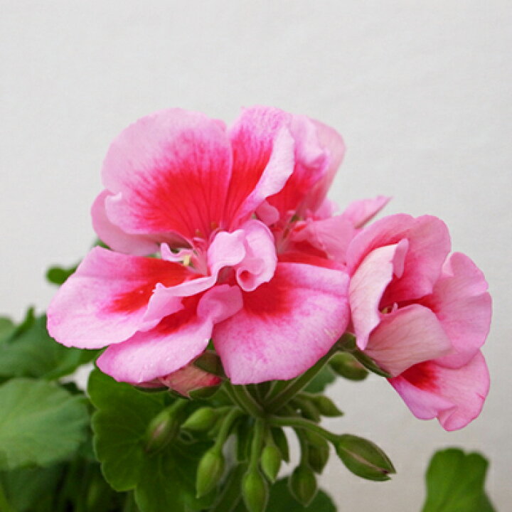 楽天市場 ゼラニウム カリオペ ローズスプラッシュ 5号鉢 ピンク ゼラニューム 花芽付 鉢植え 鉢花 母の日 花 ガーデニング岐阜緑園