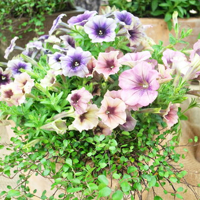 楽天市場 チョコペチュニア レアカラーズ３株セット アンティークな花色が魅力 ツクバネアサガオ 母の日 花 ガーデニング岐阜緑園