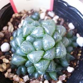 多肉植物 ハオルチア オブツーサ 3.5号鉢 タニクショクブツ