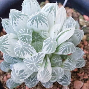 A nI`A ACXXvCg 3TCY ^jNVNuc ┼Ał̊Ǘ ϗtA ʔ zCg 