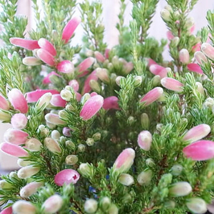 楽天市場 エリカ 苗 クリスマスパレード 筒状のピンクの花が可愛らしクリスマス時期の寄せ植え等に人気の品種 花芽付 3 5号サイズのポット苗 母の日 花 ガーデニング岐阜緑園 楽天市場 エリカ 苗 クリスマスパレード 筒状のピンクの花が可愛らしクリスマス時期の寄せ植え等に人気の品種 花芽付 3 5号サイズのポット苗 母の日 花 ガーデニング岐阜緑園