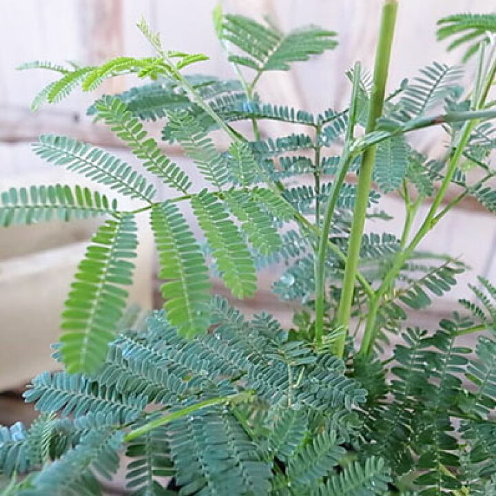 楽天市場 アカシア デアネイ 3 5号サイズの大苗で高さ30cm 細かな切れ葉が美しく四季咲き性の性質を持つアカシア 香り良い小花を周年ポツポツと咲かせてくれる植物 販売 通販 グリーン 緑 母の日 花 ガーデニング岐阜緑園