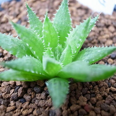 楽天市場 多肉植物 ハオルチア ツルギダ ヘイデルベルグ タニクショクブツ 2 5号サイズの鉢植え 母の日 花 ガーデニング岐阜緑園
