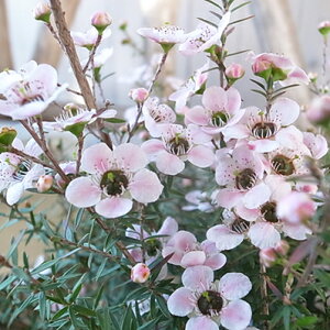 y11{z MEoC c ~ 3.5TCỸ|bg MEoC c 30cmZ` ԉt K[fjO ԕc ̔ sN ԐF