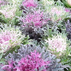 n{^ ATu 3Zbg tO c  񂹐A ׂȐ؂t ̔ A