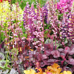 q[P h`F c{TS `R~g c ̔ ȃJ[[t ϊΑN