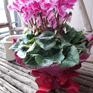 VN 6 }l bsOt  NEW VN  N tWƐ[݂ԐF͂̍ŐVi A  ̔