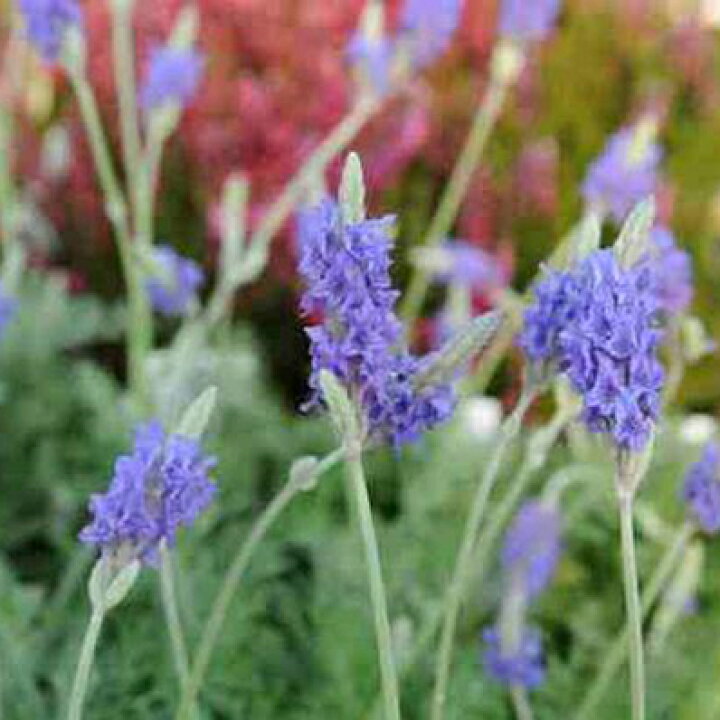 レースラベンダーの苗 期間限定送料無料