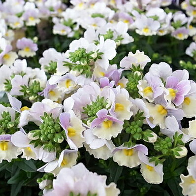 楽天市場 宿根ネメシア ピンクレモネード 花芽付 ポット苗 イエロー ピンク 花色 耐寒性多年草 母の日 花 ガーデニング岐阜緑園