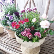 【送料無料】ワンランク上の 季節の寄せ植え 5株寄せ植えセット 花苗 定期購入もできます。