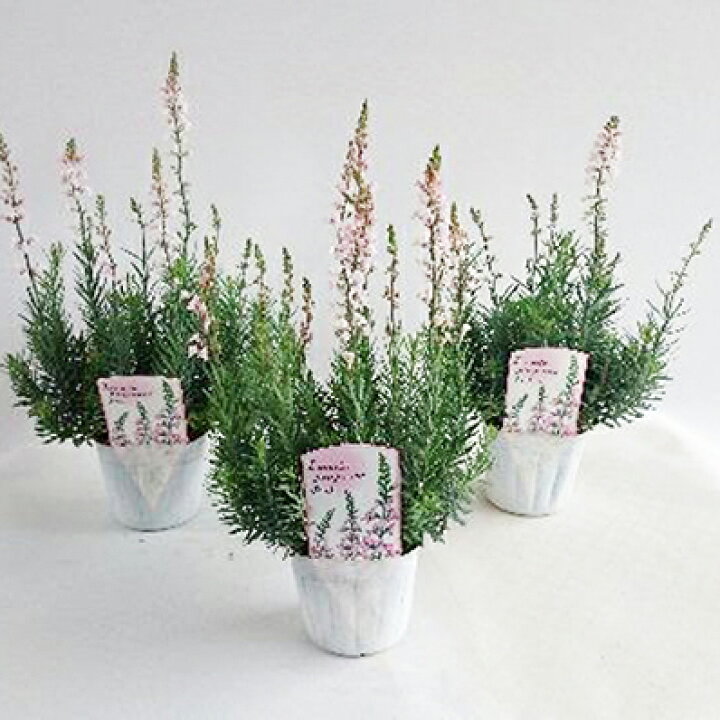 楽天市場 リナリア プルプレア ピンク苗 耐寒性宿根草 こぼれダネでも増える丈夫な花 母の日 花 ガーデニング岐阜緑園 楽天市場 リナリア プルプレア ピンク苗 耐寒性宿根草 こぼれダネでも増える丈夫な花 母の日 花 ガーデニング岐阜緑園