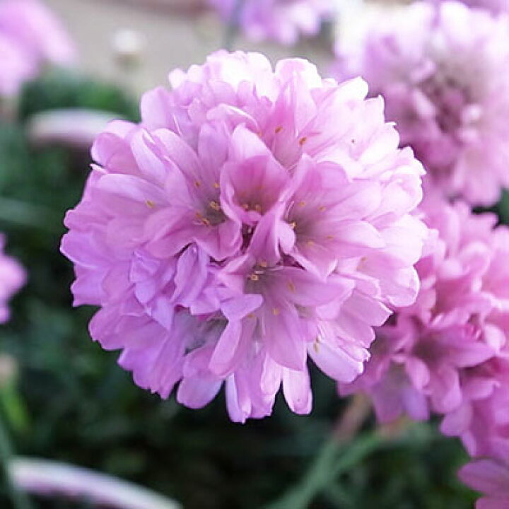 楽天市場 大輪アルメリア ピンクボール苗 花芽付 淡いピンクの大輪の花 耐寒性多年草 3号サイズのポット苗 母の日 花 ガーデニング岐阜緑園