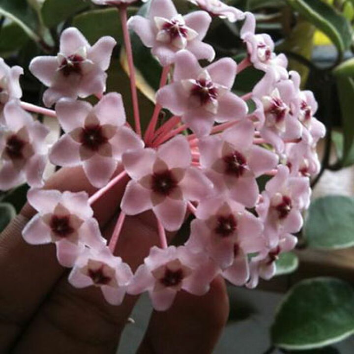 楽天市場 ホヤ カルノーサ苗 花苗 販売 通販 種類 母の日 花 ガーデニング岐阜緑園