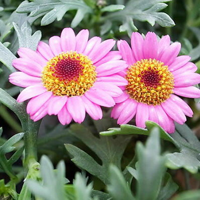 楽天市場 チョコレート マーガレット 苗 常緑多年草 ほのかな甘い香りのピンクの花 丈夫で育てやすいマーガレット 花芽付 母の日 花 ガーデニング岐阜緑園