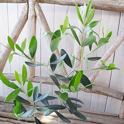 楽天市場 オリーブ バーデル 3 5号 苗木 オリーブの木 観葉植物 高さ40cmセンチ 母の日 花 ガーデニング岐阜緑園