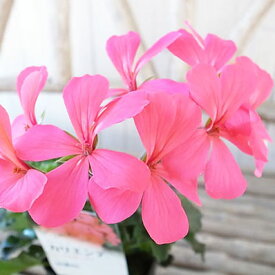 楽天市場 フウロソウ 種類の通販