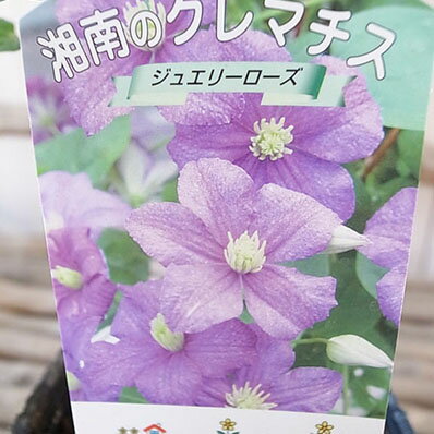 楽天市場 クレマチス ジュエリーローズ 3 5号苗 ピンク 耐寒性つる性宿根草 3年苗 系統 ピチセラ 花苗 母の日 花 ガーデニング岐阜緑園