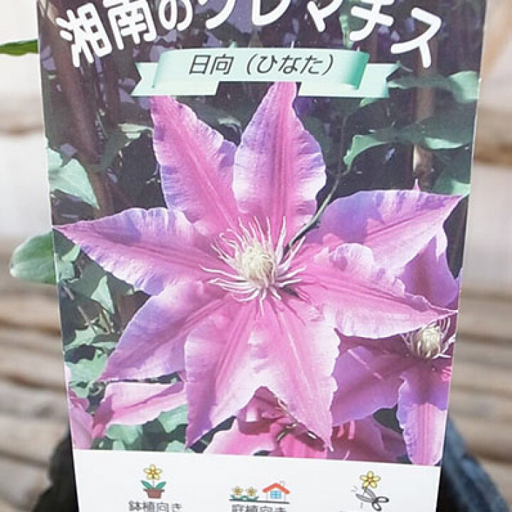 楽天市場 クレマチス 日向 ピンク ホワイト 3 5号苗 耐寒性つる性宿根草 3年苗 系統 パテンス 花苗 母の日 花 ガーデニング岐阜緑園