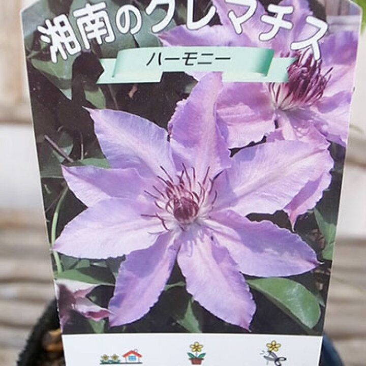 楽天市場 クレマチス ハーモニー 3 5号苗 パープル 紫 耐寒性つる性宿根草 3年苗 系統 パテンス 花苗 母の日 花 ガーデニング岐阜緑園