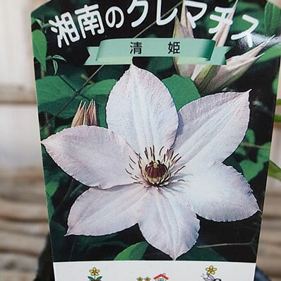 楽天市場 クレマチス 清姫 3 5号苗 耐寒性つる性宿根草 3年苗 系統 パテンス 花苗 母の日 花 ガーデニング岐阜緑園