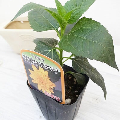 楽天市場 丁字咲き宿根ひまわり苗 ヒマワリ 向日葵 花芽が付き始めるポット苗 母の日 花 ガーデニング岐阜緑園