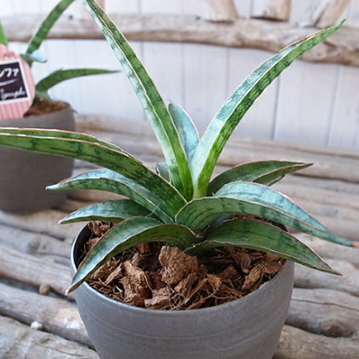 楽天市場 レア サンセベリア 珍しいサンスベリア シルバーニンファ 3 5号デザイン 鉢植え 観葉植物 母の日 花 ガーデニング岐阜緑園 楽天市場 レア サンセベリア 珍しいサンスベリア シルバーニンファ 3 5号デザイン 鉢植え 観葉植物 母の日 花 ガーデニング岐阜緑園