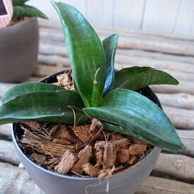 楽天市場 母の日 珍しい 花 鉢植え 種類 植物 サンスベリア 花 観葉植物 花 ガーデン Diy の通販