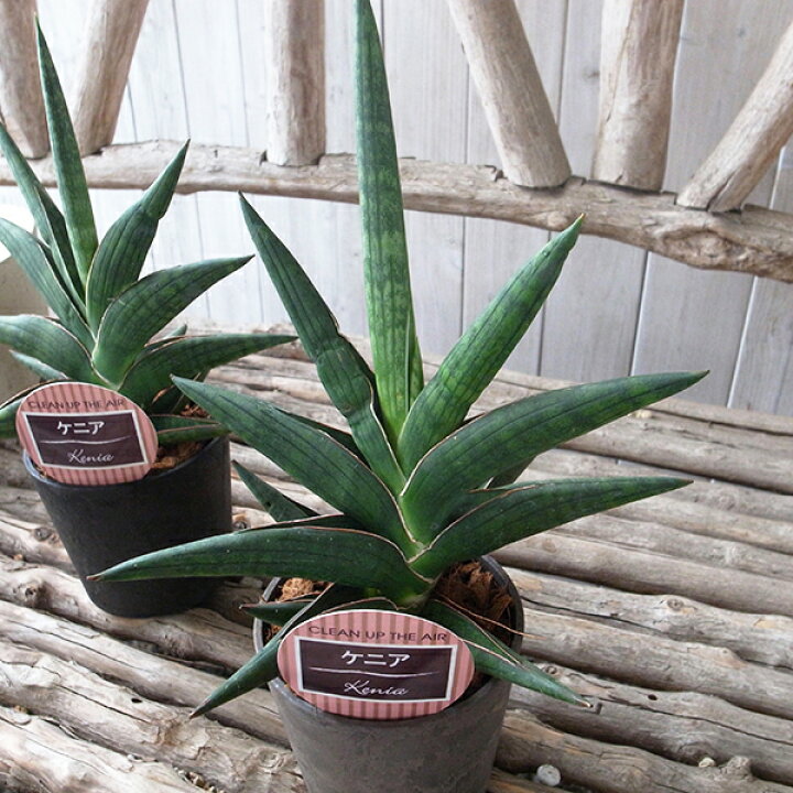 楽天市場 レア サンセベリア 珍しいサンスベリア ケニア 3 5号デザイン 鉢植え 観葉植物 母の日 花 ガーデニング岐阜緑園 楽天市場 レア サンセベリア 珍しいサンスベリア ケニア 3 5号デザイン 鉢植え 観葉植物 母の日 花 ガーデニング岐阜緑園