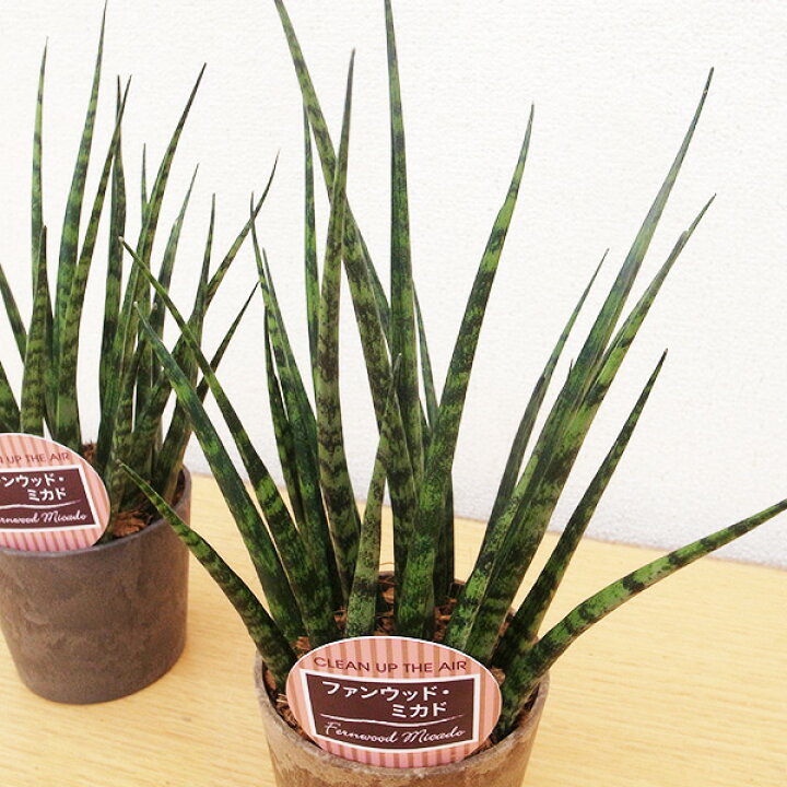 お買い得】ダイナミックでコンパクトな魅力☆美しい葉 サンスベリア 