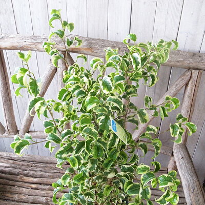 楽天市場 ベンジャミン 観葉植物 シタシオン 斑入り 5号サイズ 鉢植え 高さ50cm 母の日 花 ガーデニング岐阜緑園