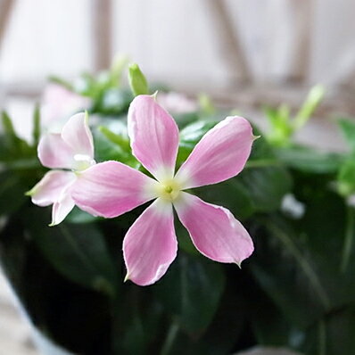 楽天市場 ニチニチソウ 苗 日々草 苗 夏花火 ピンク 3 5号 夏の花 苗 小花 母の日 花 ガーデニング岐阜緑園