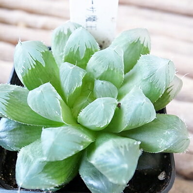 楽天市場 多肉植物 ハオルチア オブツーサ 魔王 3号サイズ 鉢植え 希少 タニクショクブツ 母の日 花 ガーデニング岐阜緑園 楽天市場 多肉植物 ハオルチア オブツーサ 魔王 3号サイズ 鉢植え 希少 タニクショクブツ 母の日 花 ガーデニング岐阜緑園