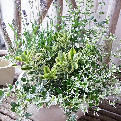 楽天市場 クーポン利用で10 Off ラベンダー アイビー 寄せ植え5株セット 送料無料 ラベンダー カラミンサブルー ユーフォルビアダイヤモンドフロスト 斑入りへーべ アイビーニューミニシルバーの5株 花苗セット 母の日 花 ガーデニング岐阜緑園 楽天市場 クーポン利用で10 Off ラベンダー アイビー 寄せ植え5株セット 送料無料 ラベンダー カラミンサブルー ユーフォルビアダイヤモンドフロスト 斑入りへーべ アイビーニューミニシルバーの5株 花苗セット 母の日 花 ガーデニング岐阜緑園