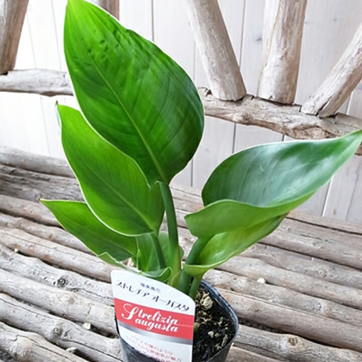楽天市場 ストレリチア オーガスタ 観葉植物 3号ポット 苗 おしゃれ インテリア グリーンの葉 高さ25cmセンチ 母の日 花 ガーデニング岐阜緑園