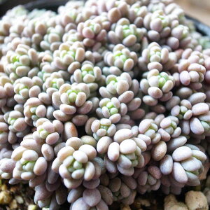 観葉植物 多肉植物 星美人 観葉植物の人気商品 通販 価格比較 価格 Com