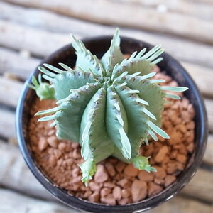 [tHrA JIwbg 3TCY A A ^jNVNuc